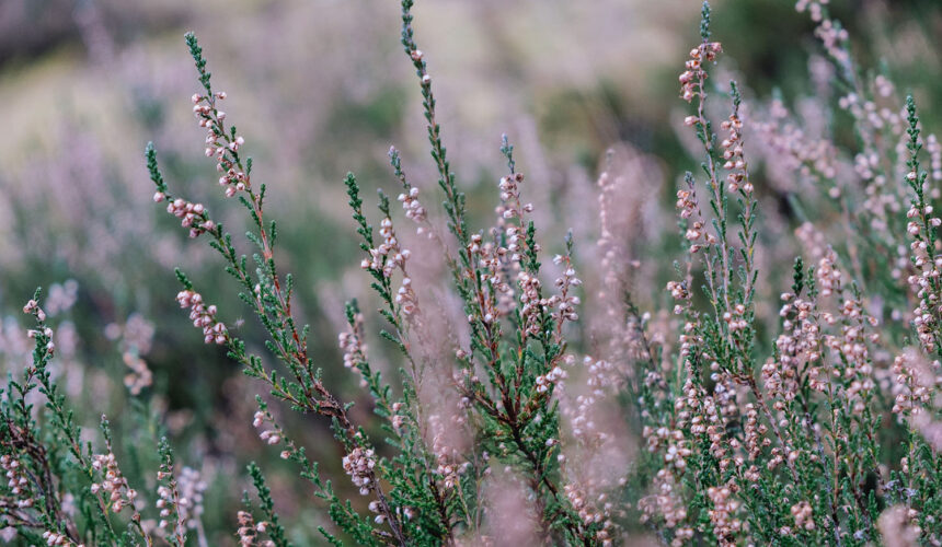 economia divina Economia divină